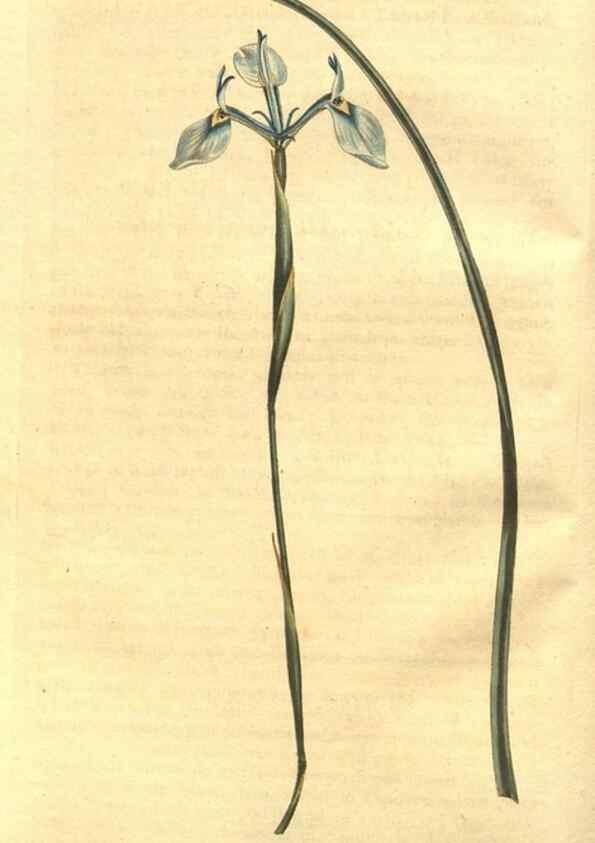 Reproducción/Reproduction 8448607314: Curtis's botanical magazine.. London ;New York [etc.] :Academic Press [etc.]