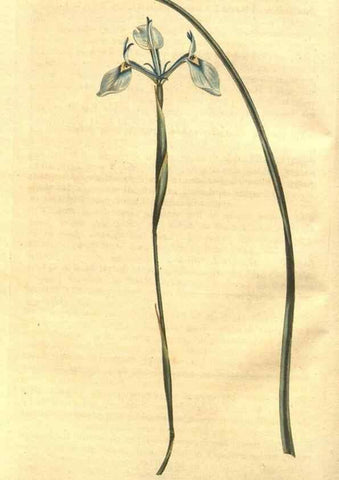 Reproducción/Reproduction 8448607314: Curtis's botanical magazine.. London ;New York [etc.] :Academic Press [etc.]