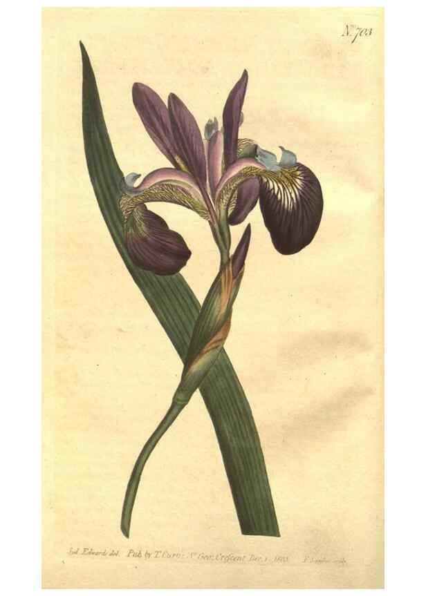 Reproducción/Reproduction 8447519149: Curtis's botanical magazine.. London ;New York [etc.] :Academic Press [etc.]