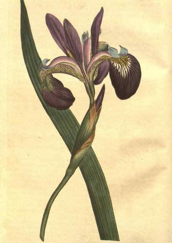 Reproducción/Reproduction 8447519149: Curtis's botanical magazine.. London ;New York [etc.] :Academic Press [etc.]