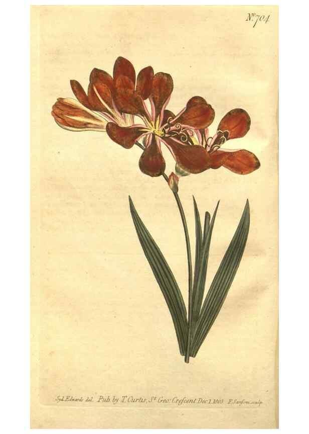 Reproducción/Reproduction 8448608550: Curtis's botanical magazine.. London ;New York [etc.] :Academic Press [etc.]