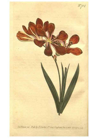 Reproducción/Reproduction 8448608550: Curtis's botanical magazine.. London ;New York [etc.] :Academic Press [etc.]