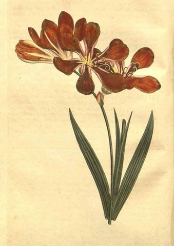 Reproducción/Reproduction 8448608550: Curtis's botanical magazine.. London ;New York [etc.] :Academic Press [etc.]