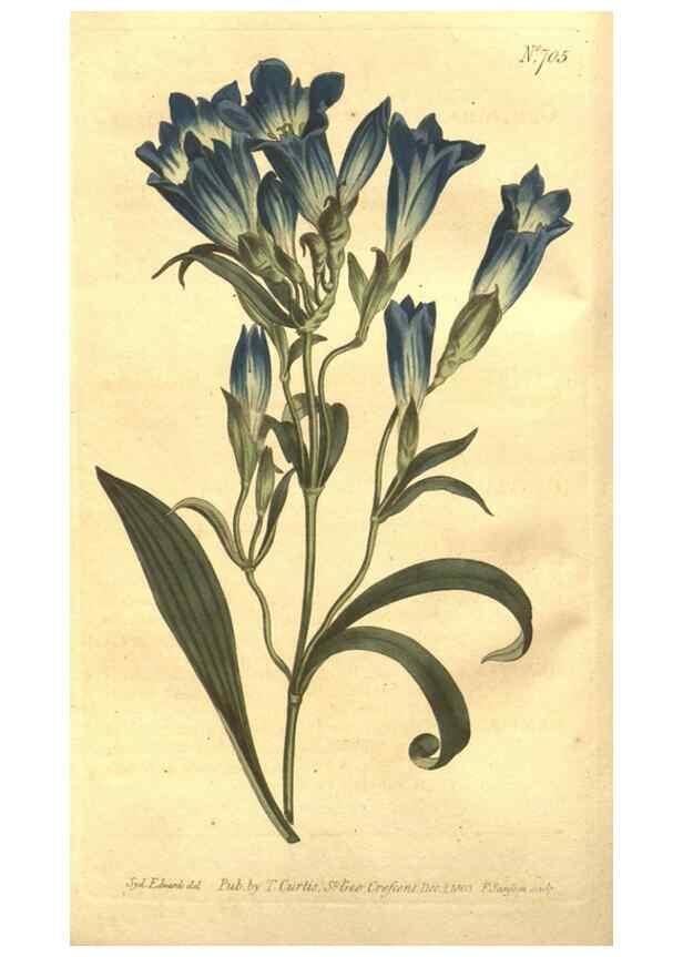 Reproducción/Reproduction 8448609238: Curtis's botanical magazine.. London ;New York [etc.] :Academic Press [etc.]