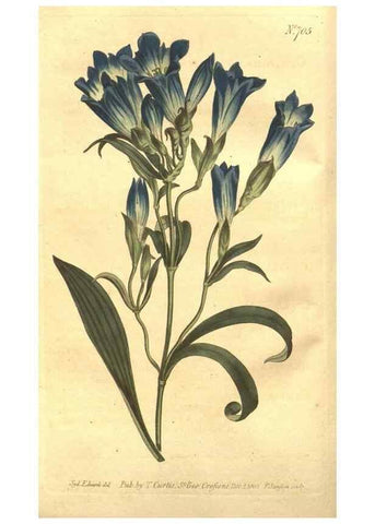 Reproducción/Reproduction 8448609238: Curtis's botanical magazine.. London ;New York [etc.] :Academic Press [etc.]
