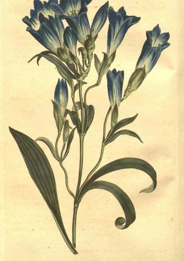 Reproducción/Reproduction 8448609238: Curtis's botanical magazine.. London ;New York [etc.] :Academic Press [etc.]
