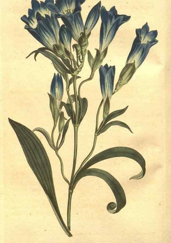Reproducción/Reproduction 8448609238: Curtis's botanical magazine.. London ;New York [etc.] :Academic Press [etc.]
