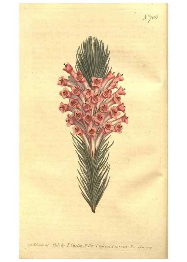 Reproducción/Reproduction 8448609810: Curtis's botanical magazine.. London ;New York [etc.] :Academic Press [etc.]