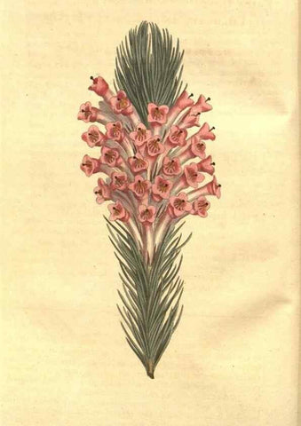 Reproducción/Reproduction 8448609810: Curtis's botanical magazine.. London ;New York [etc.] :Academic Press [etc.]
