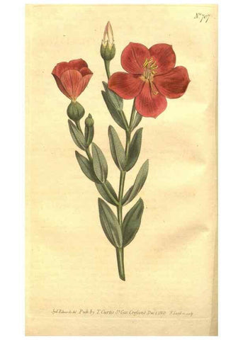 Reproducción/Reproduction 8448610378: Curtis's botanical magazine.. London ;New York [etc.] :Academic Press [etc.]