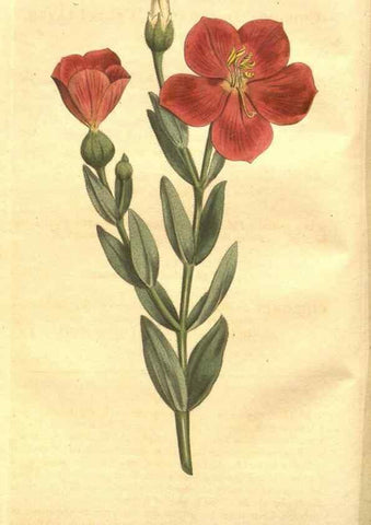 Reproducción/Reproduction 8448610378: Curtis's botanical magazine.. London ;New York [etc.] :Academic Press [etc.]