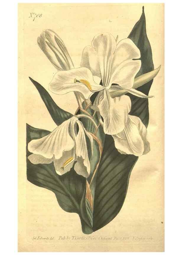 Reproducción/Reproduction 8447522415: Curtis's botanical magazine.. London ;New York [etc.] :Academic Press [etc.]