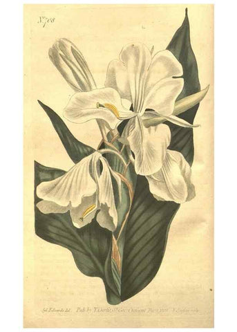 Reproducción/Reproduction 8447522415: Curtis's botanical magazine.. London ;New York [etc.] :Academic Press [etc.]
