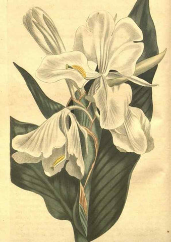 Reproducción/Reproduction 8447522415: Curtis's botanical magazine.. London ;New York [etc.] :Academic Press [etc.]
