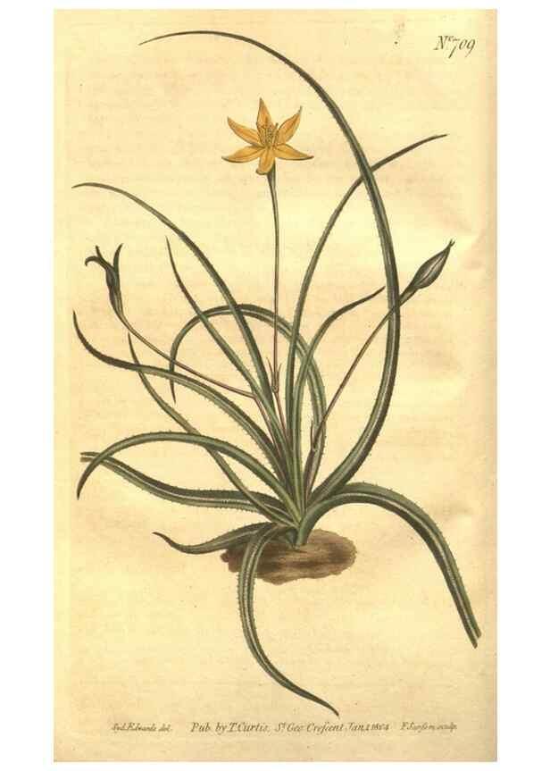 Reproducción/Reproduction 8447523275: Curtis's botanical magazine.. London ;New York [etc.] :Academic Press [etc.]
