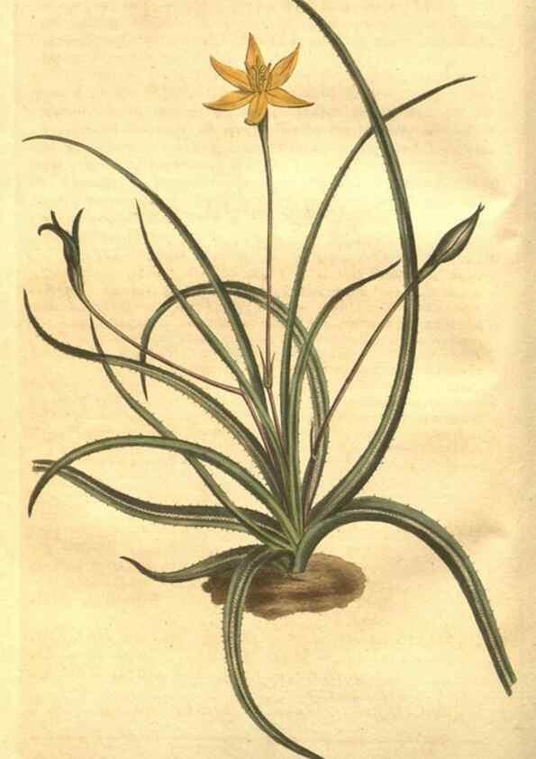 Reproducción/Reproduction 8447523275: Curtis's botanical magazine.. London ;New York [etc.] :Academic Press [etc.]