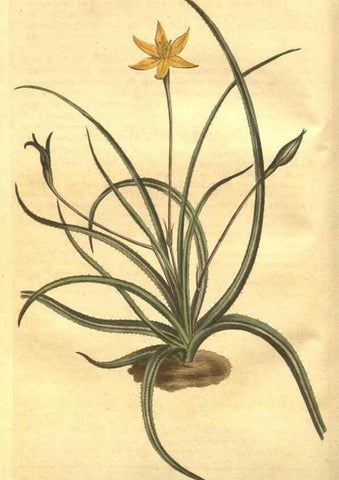 Reproducción/Reproduction 8447523275: Curtis's botanical magazine.. London ;New York [etc.] :Academic Press [etc.]