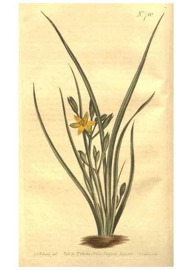 Reproducción/Reproduction 8448612388: Curtis's botanical magazine.. London ;New York [etc.] :Academic Press [etc.]