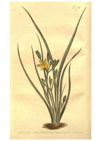 Reproducción/Reproduction 8448612388: Curtis's botanical magazine.. London ;New York [etc.] :Academic Press [etc.]