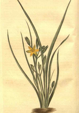 Reproducción/Reproduction 8448612388: Curtis's botanical magazine.. London ;New York [etc.] :Academic Press [etc.]