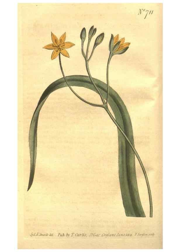 Reproducción/Reproduction 8447524481: Curtis's botanical magazine.. London ;New York [etc.] :Academic Press [etc.]