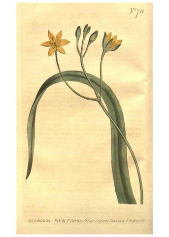 Reproducción/Reproduction 8447524481: Curtis's botanical magazine.. London ;New York [etc.] :Academic Press [etc.]