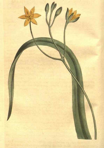 Reproducción/Reproduction 8447524481: Curtis's botanical magazine.. London ;New York [etc.] :Academic Press [etc.]