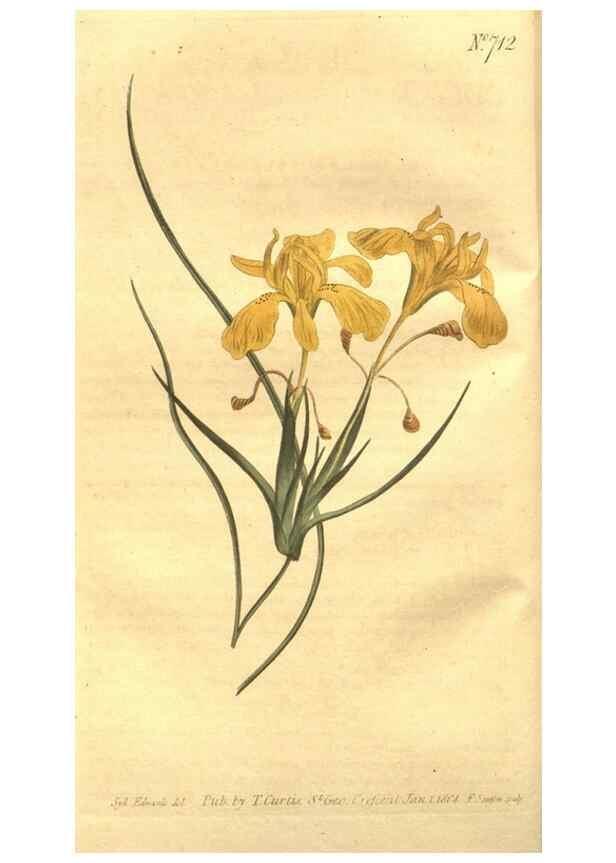 Reproducción/Reproduction 8447525275: Curtis's botanical magazine.. London ;New York [etc.] :Academic Press [etc.]