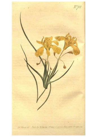 Reproducción/Reproduction 8447525275: Curtis's botanical magazine.. London ;New York [etc.] :Academic Press [etc.]