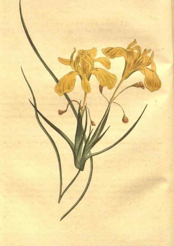 Reproducción/Reproduction 8447525275: Curtis's botanical magazine.. London ;New York [etc.] :Academic Press [etc.]