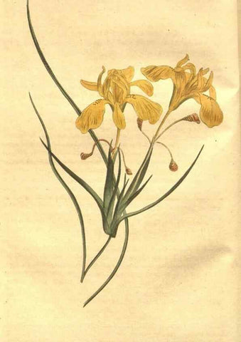 Reproducción/Reproduction 8447525275: Curtis's botanical magazine.. London ;New York [etc.] :Academic Press [etc.]