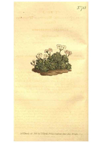 Reproducción/Reproduction 8447526105: Curtis's botanical magazine.. London ;New York [etc.] :Academic Press [etc.]