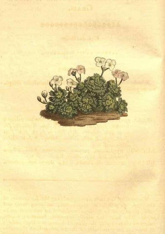 Reproducción/Reproduction 8447526105: Curtis's botanical magazine.. London ;New York [etc.] :Academic Press [etc.]