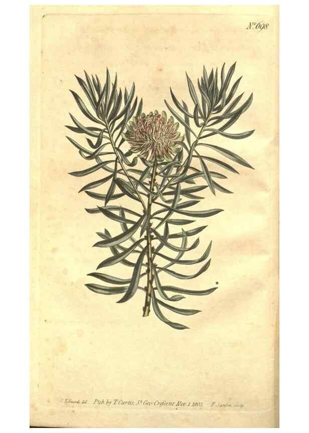 Reproducción/Reproduction 8448604456: Curtis's botanical magazine.. London ;New York [etc.] :Academic Press [etc.]