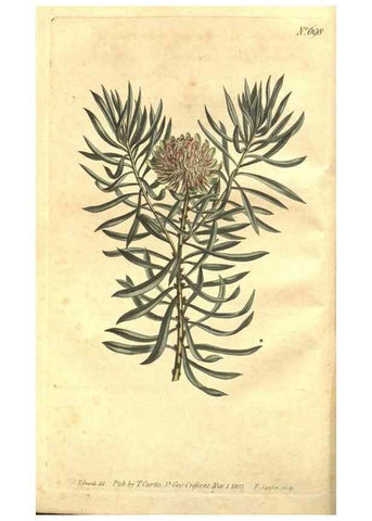 Reproducción/Reproduction 8448604456: Curtis's botanical magazine.. London ;New York [etc.] :Academic Press [etc.]