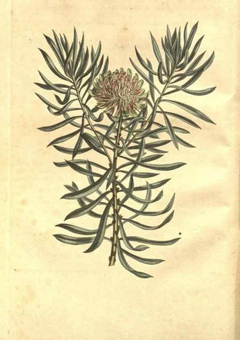 Reproducción/Reproduction 8448604456: Curtis's botanical magazine.. London ;New York [etc.] :Academic Press [etc.]