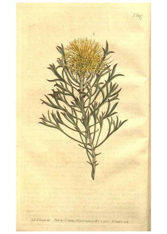 Reproducción/Reproduction 8448603624: Curtis's botanical magazine.. London ;New York [etc.] :Academic Press [etc.]