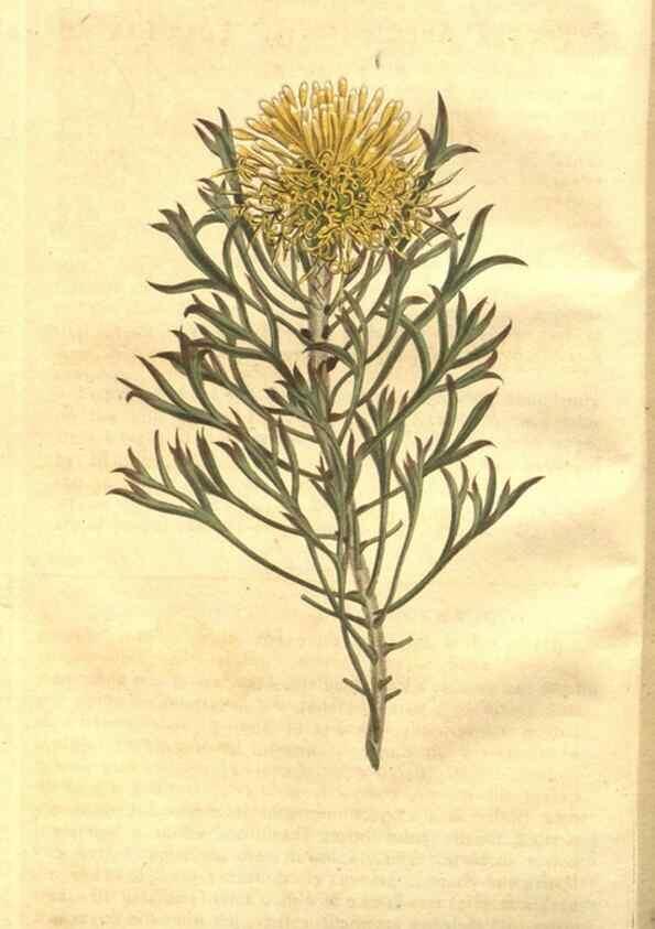 Reproducción/Reproduction 8448603624: Curtis's botanical magazine.. London ;New York [etc.] :Academic Press [etc.]