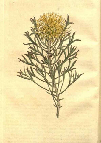 Reproducción/Reproduction 8448603624: Curtis's botanical magazine.. London ;New York [etc.] :Academic Press [etc.]