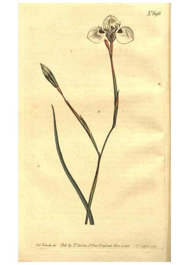 Reproducción/Reproduction 8448603038: Curtis's botanical magazine.. London ;New York [etc.] :Academic Press [etc.]