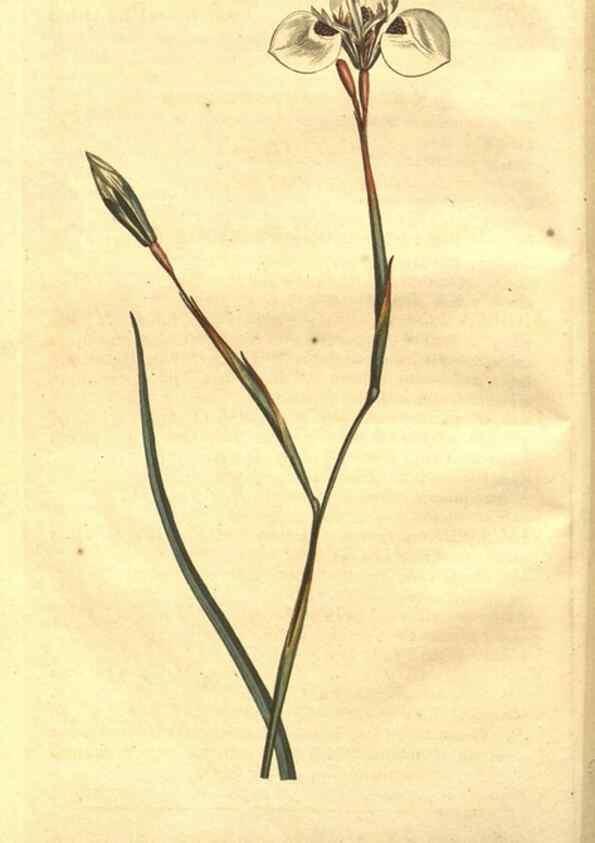 Reproducción/Reproduction 8448603038: Curtis's botanical magazine.. London ;New York [etc.] :Academic Press [etc.]