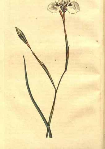 Reproducción/Reproduction 8448603038: Curtis's botanical magazine.. London ;New York [etc.] :Academic Press [etc.]