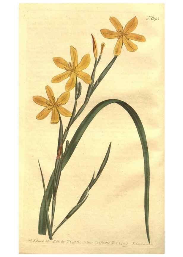 Reproducción/Reproduction 8448602342: Curtis's botanical magazine.. London ;New York [etc.] :Academic Press [etc.]