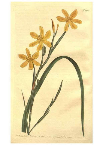 Reproducción/Reproduction 8448602342: Curtis's botanical magazine.. London ;New York [etc.] :Academic Press [etc.]