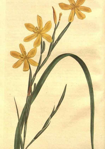 Reproducción/Reproduction 8448602342: Curtis's botanical magazine.. London ;New York [etc.] :Academic Press [etc.]