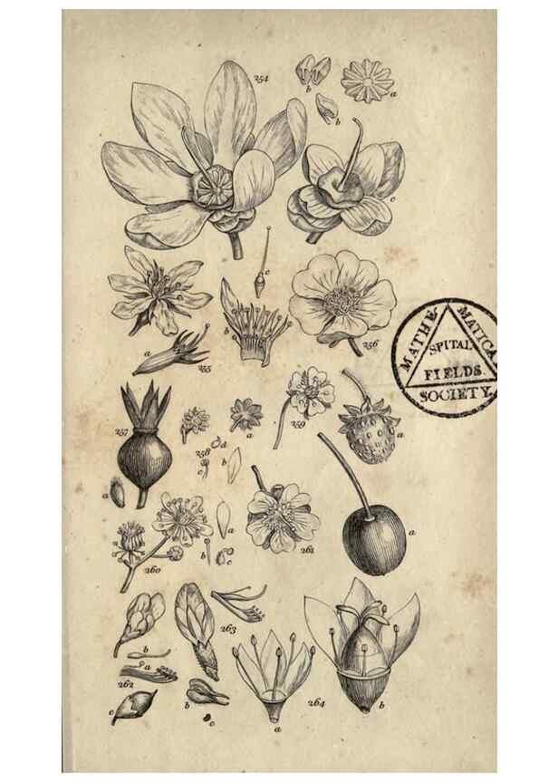 Reproducción/Reproduction 8448498336: A grammar of botany,. London,Longman,1821.