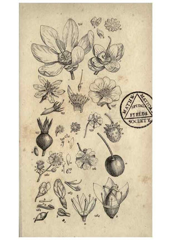 Reproducción/Reproduction 8448498336: A grammar of botany,. London,Longman,1821.