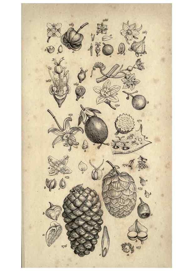 Reproducción/Reproduction 8448499206: A grammar of botany,. London,Longman,1821.