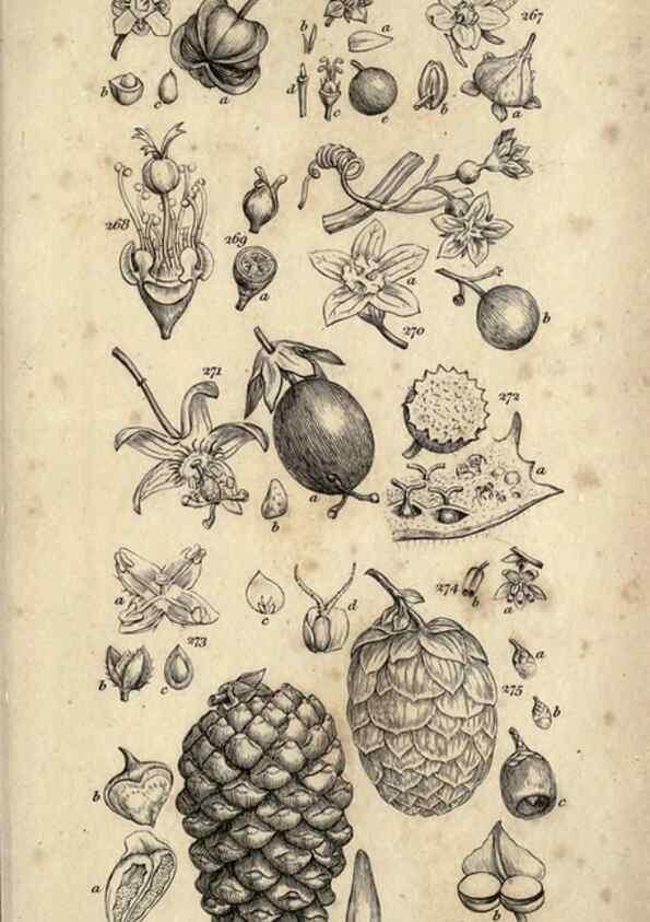 Reproducción/Reproduction 8448499206: A grammar of botany,. London,Longman,1821.