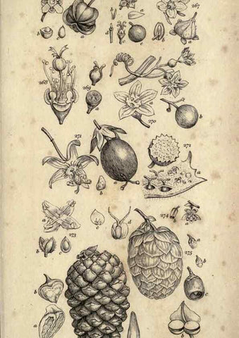 Reproducción/Reproduction 8448499206: A grammar of botany,. London,Longman,1821.
